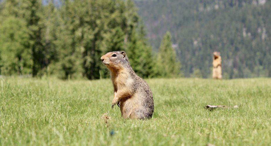 28 38 Canada 73 28 38 Canada 73